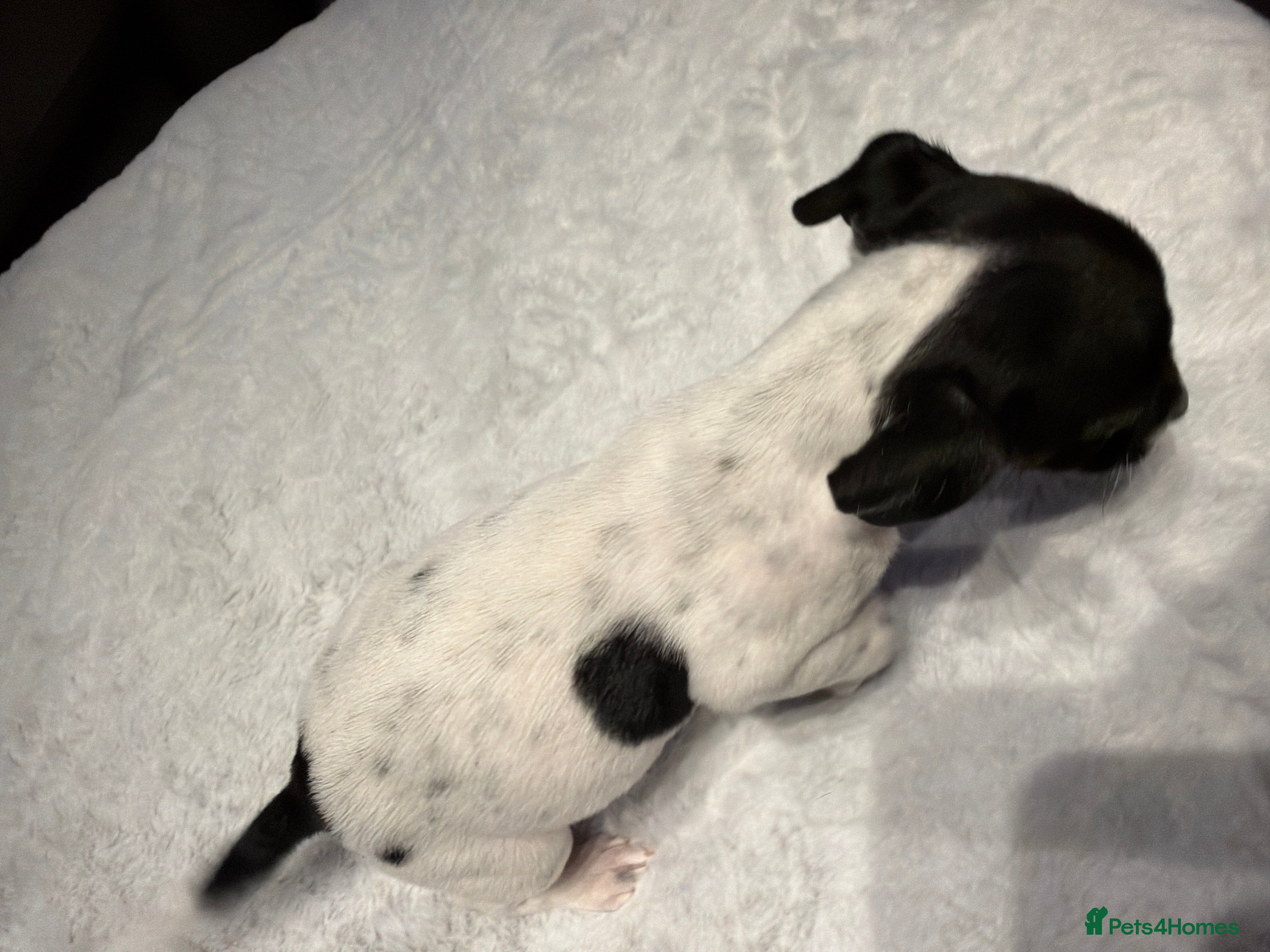 Jack Russell dogs Short legged Jack russells - Advert 2