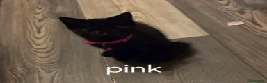 Mixed Breed Kitten 3