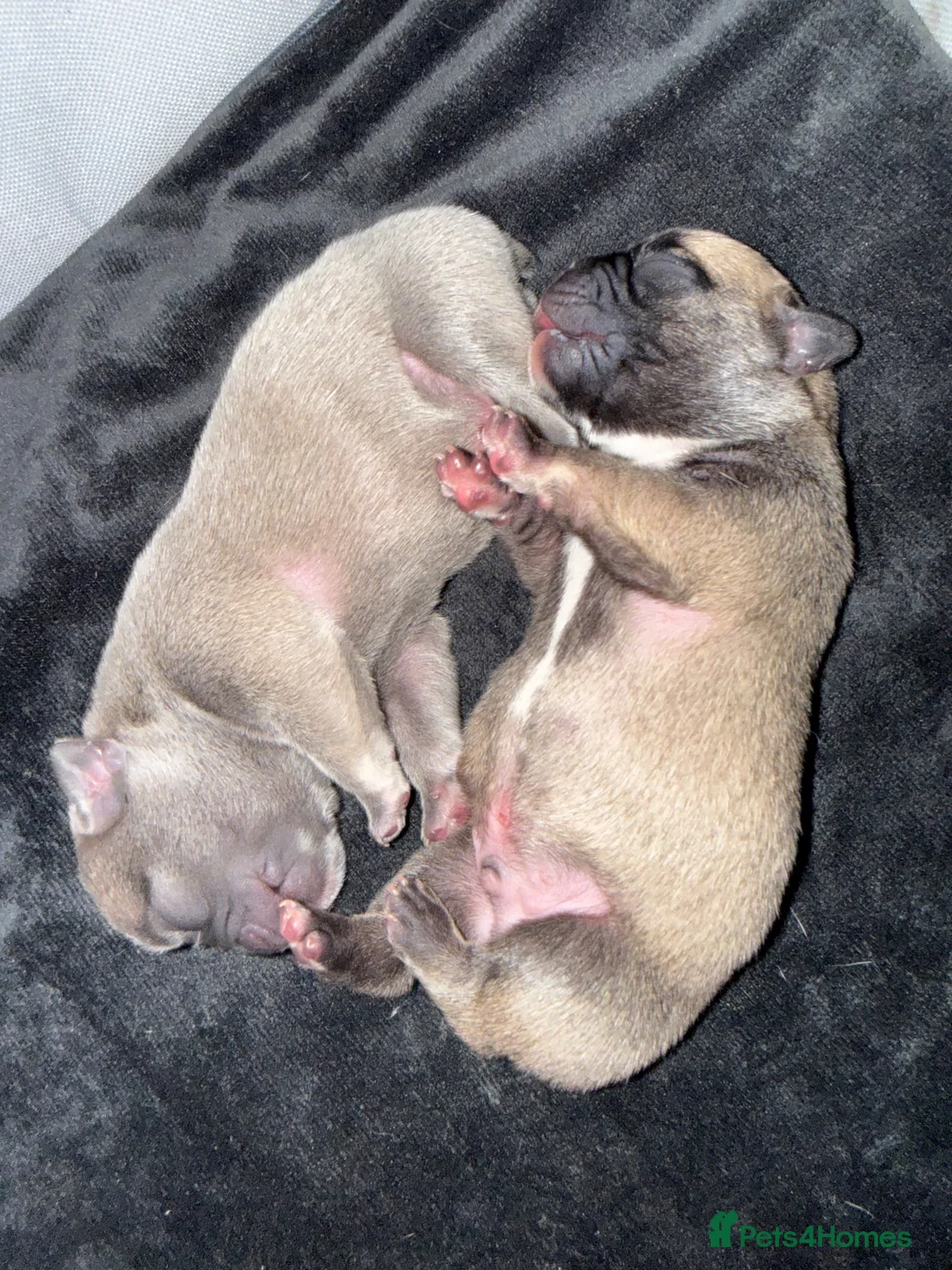 French Bulldog dogs for sale: French bulldogs  - Advert 12