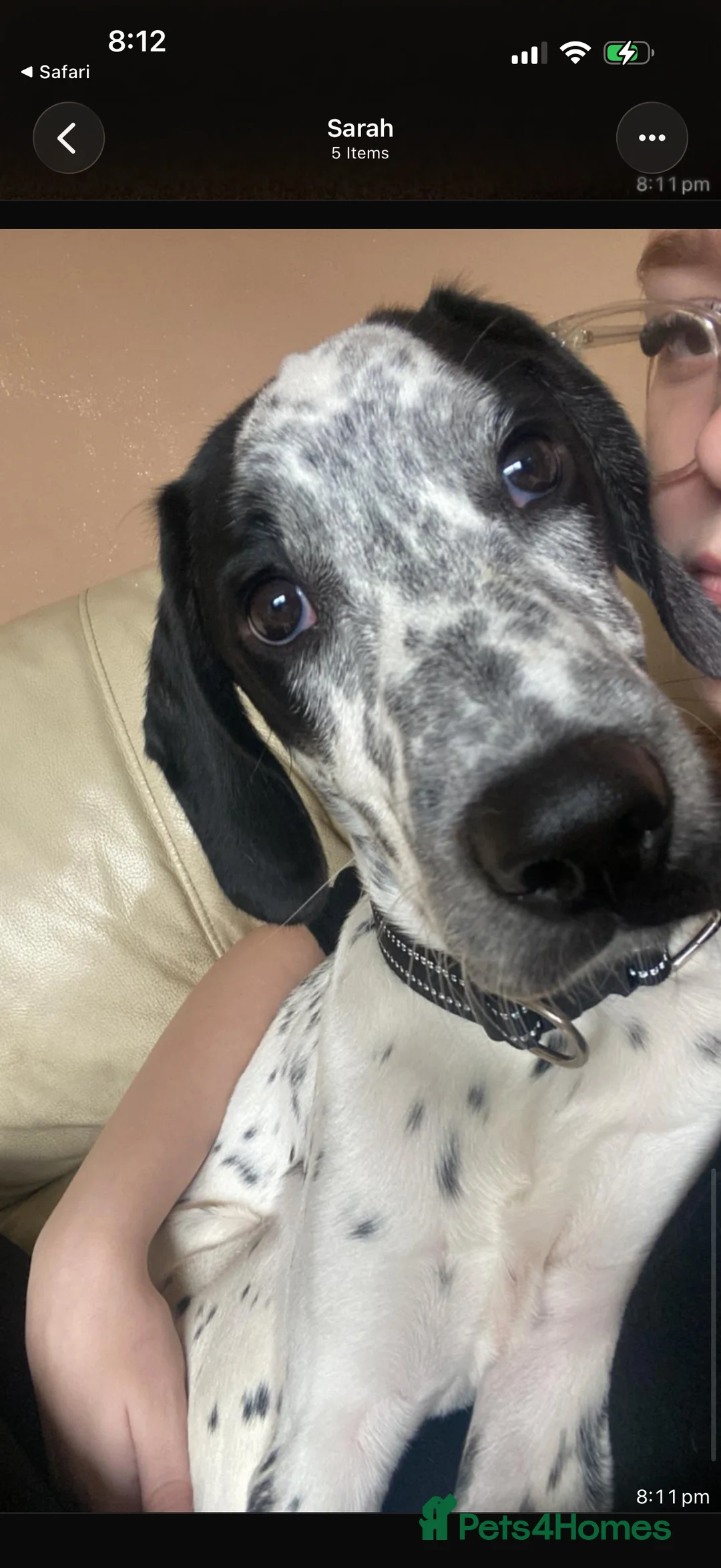 Mixed Breed dogs for sale: 9 month old dalmation x cocker spaniel - Advert 3