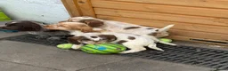 Sprocker dogs for sale: Sprocker pups  - Advert 26