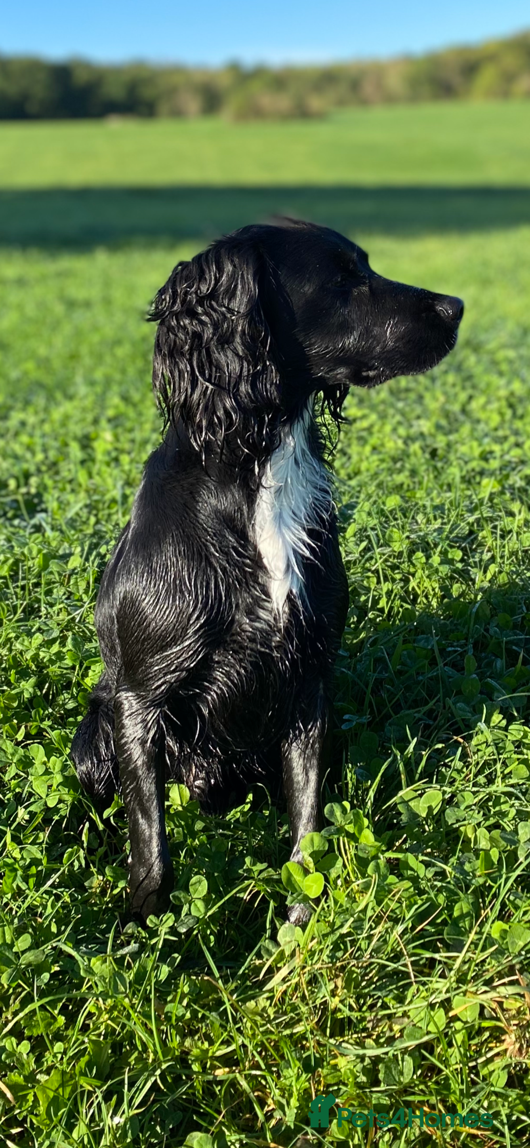 Cocker Spaniel dogs for stud: Working cocker spaniel for stud  in Southam - Advert 7