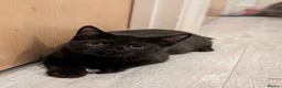 Scottish Fold cats for sale: 4 gorgeous Scottish Straight kittens - Advert 3