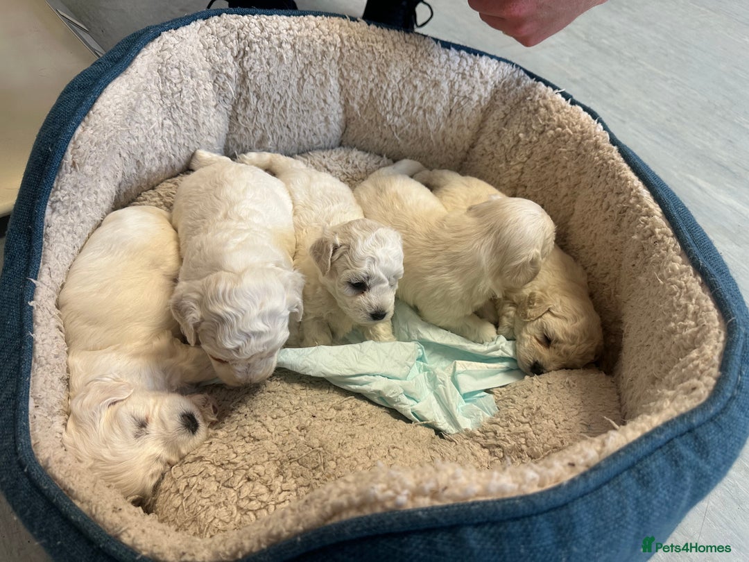 Bichon Frise dogs for sale: bichon frise - Image 5