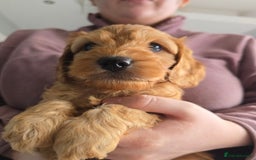 Cockapoo dogs for sale: F1B Red Cockapoo Pups - Image 5