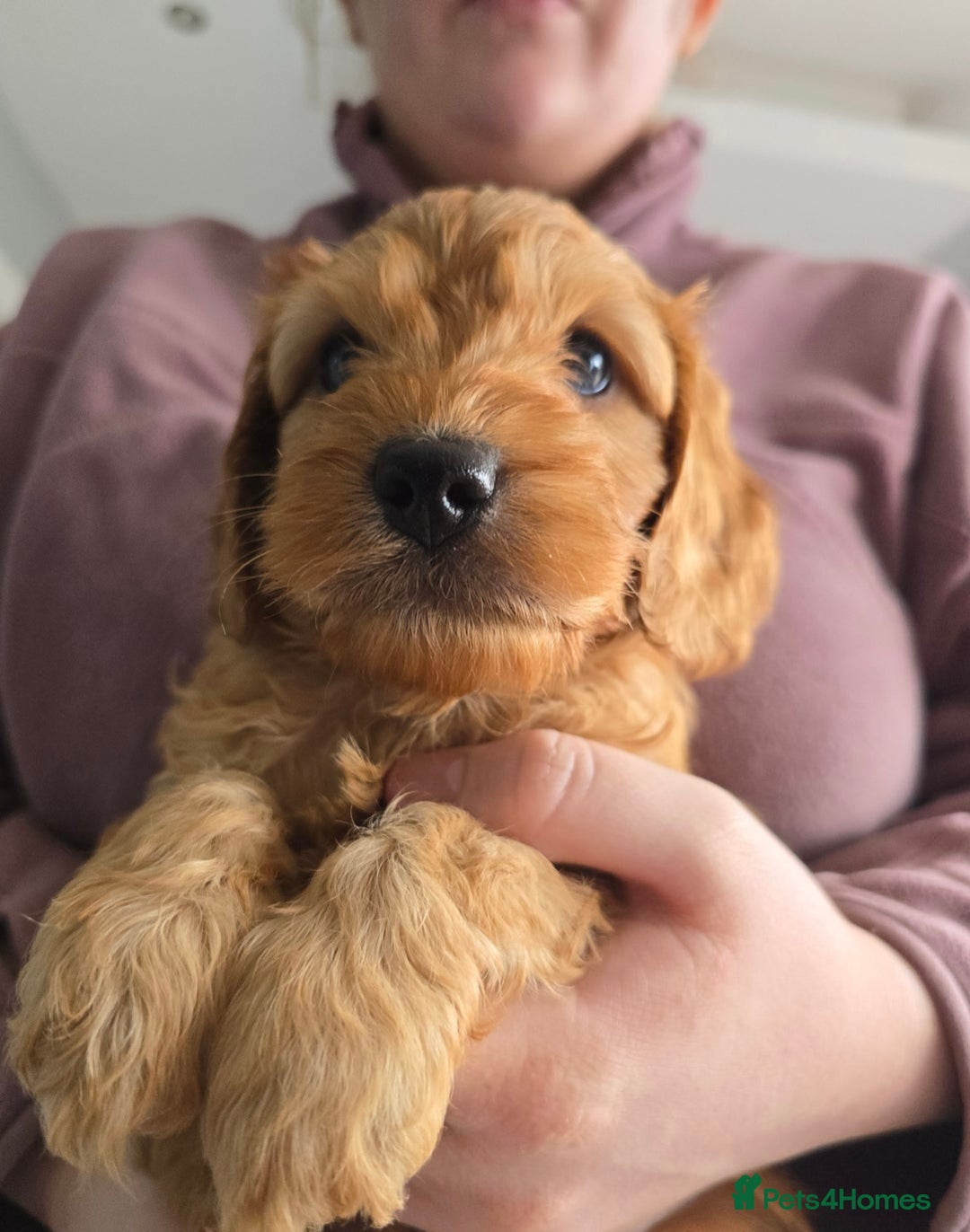 Cockapoo dogs for sale: F1B Red Cockapoo Pups - Image 5