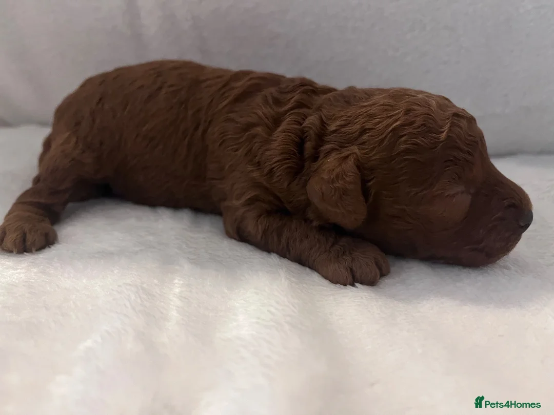 Cavapoo dogs for sale: Beautiful deep red toy cavapoo - Advert 2