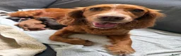 Cocker Spaniel dogs for sale: KC Reg FULLY health tested parents, working cocker in Ottery Saint Mary - Advert 4