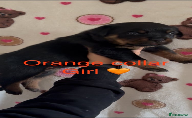 Rottweiler dogs - Advert 1