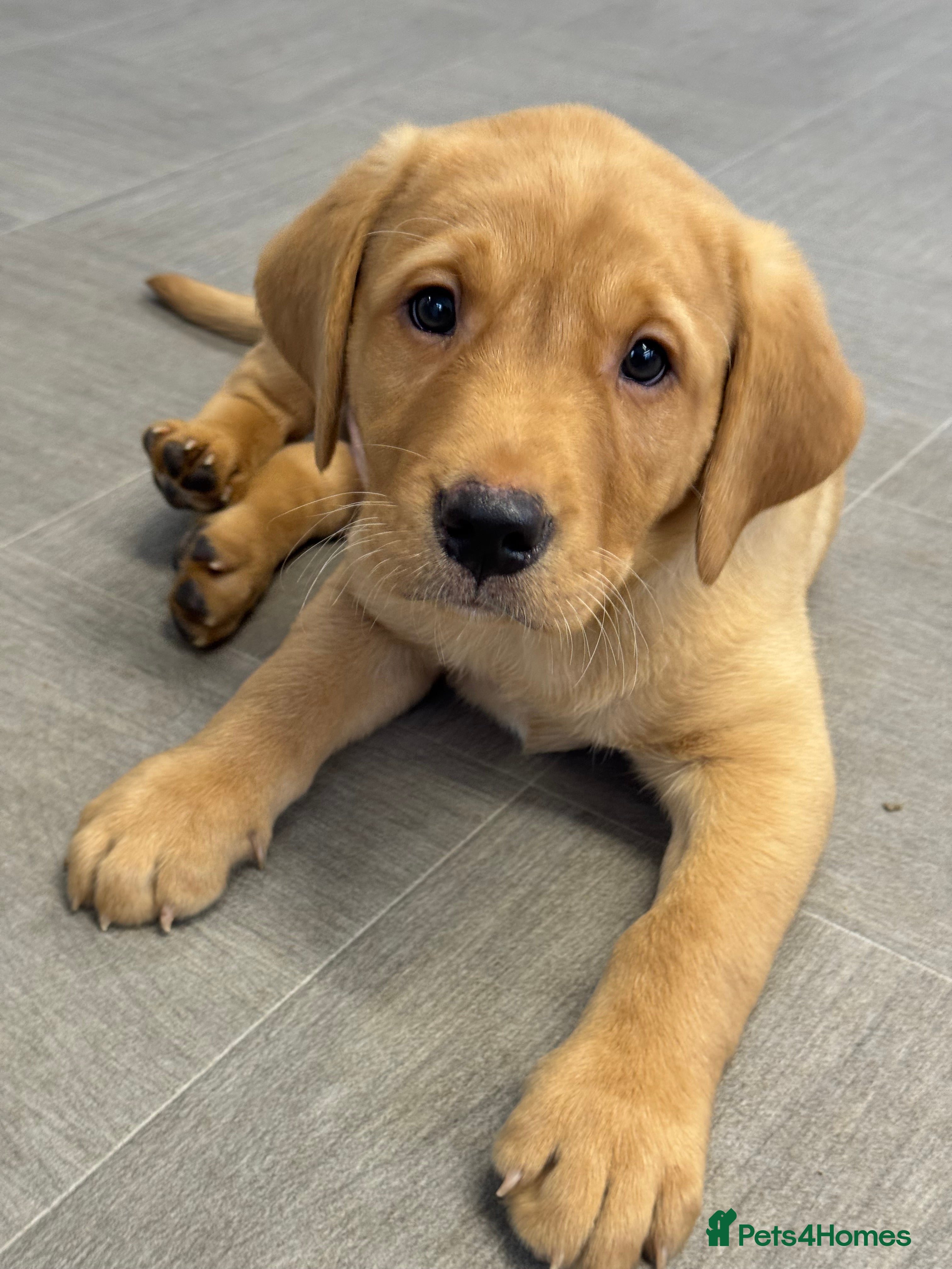 Labrador Retriever dogs Amazing KC Labradors fully health tested parents  - Advert 10