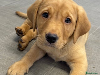 Labrador Retriever dogs Amazing KC Labradors fully health tested parents - Advert 14