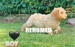 Cockapoo dogs for sale: 6 beautiful champagne and gold 🐶  - Image 17