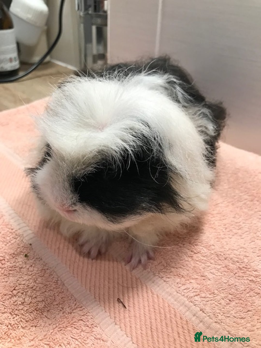 Guinea Pig rodents for sale: Beautiful Pigs - Boars, Sows, Pairs and Single - Advert 13