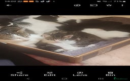 Mixed Breed cats for sale: Vaccinated 4 female kittens left - Image 1