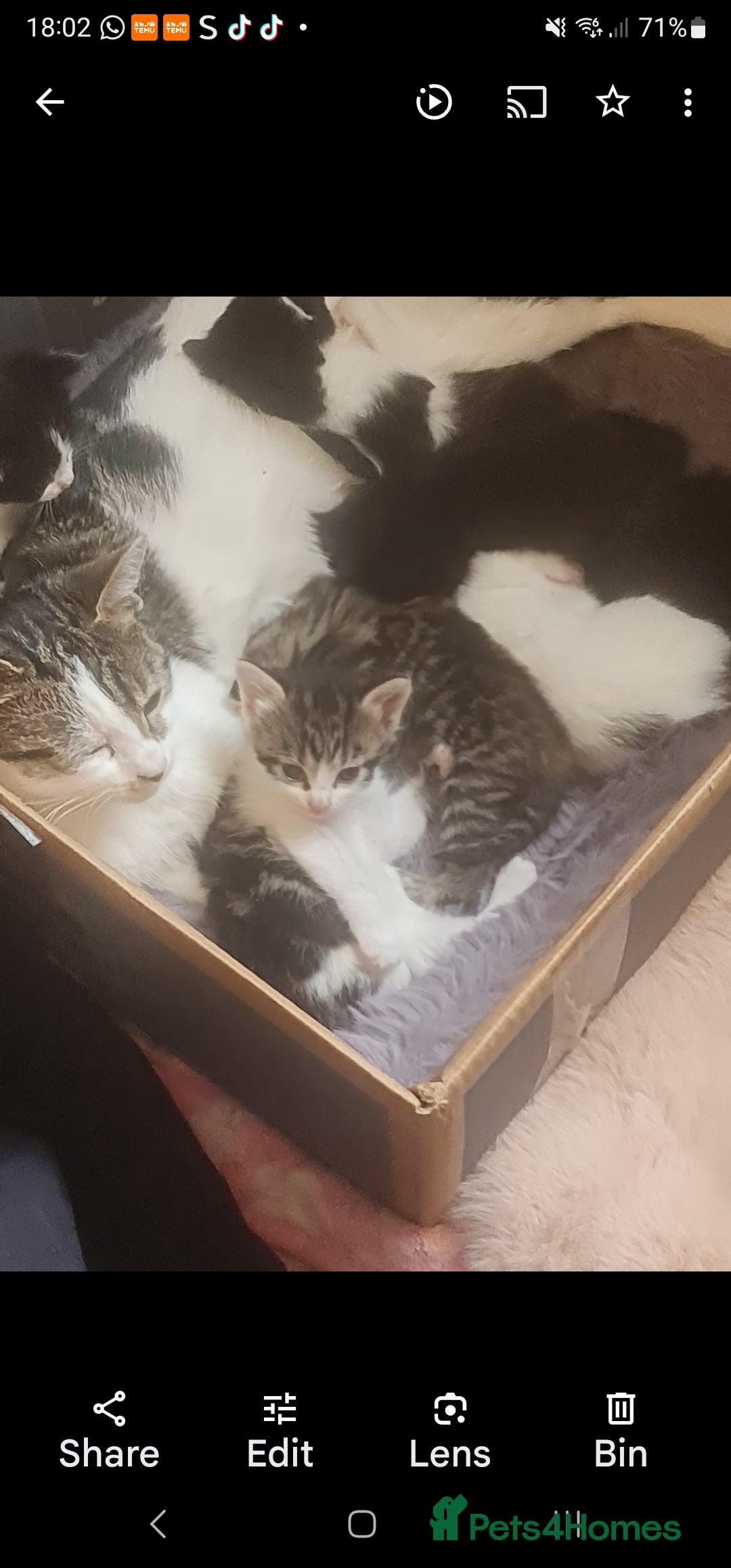 Mixed Breed cats for sale: Vaccinated 4 female kittens left - Image 1