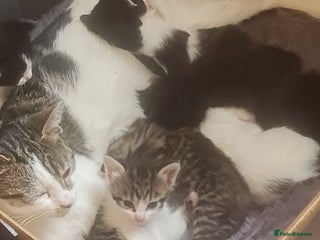 Mixed Breed cats for sale - Advert 1