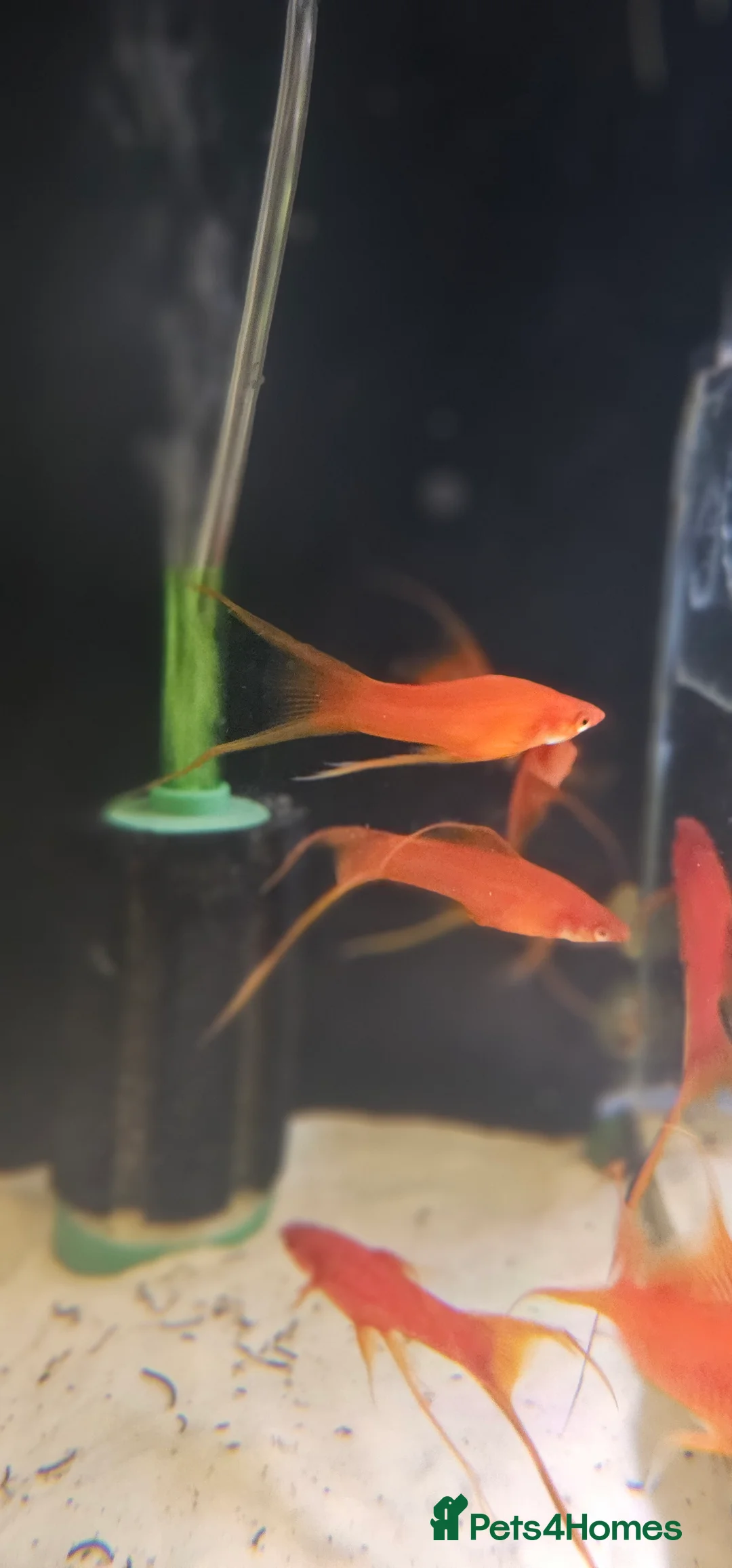 Swordtails fish for sale: Lyretail Male Adult Swordtails – Homebred - Advert 3
