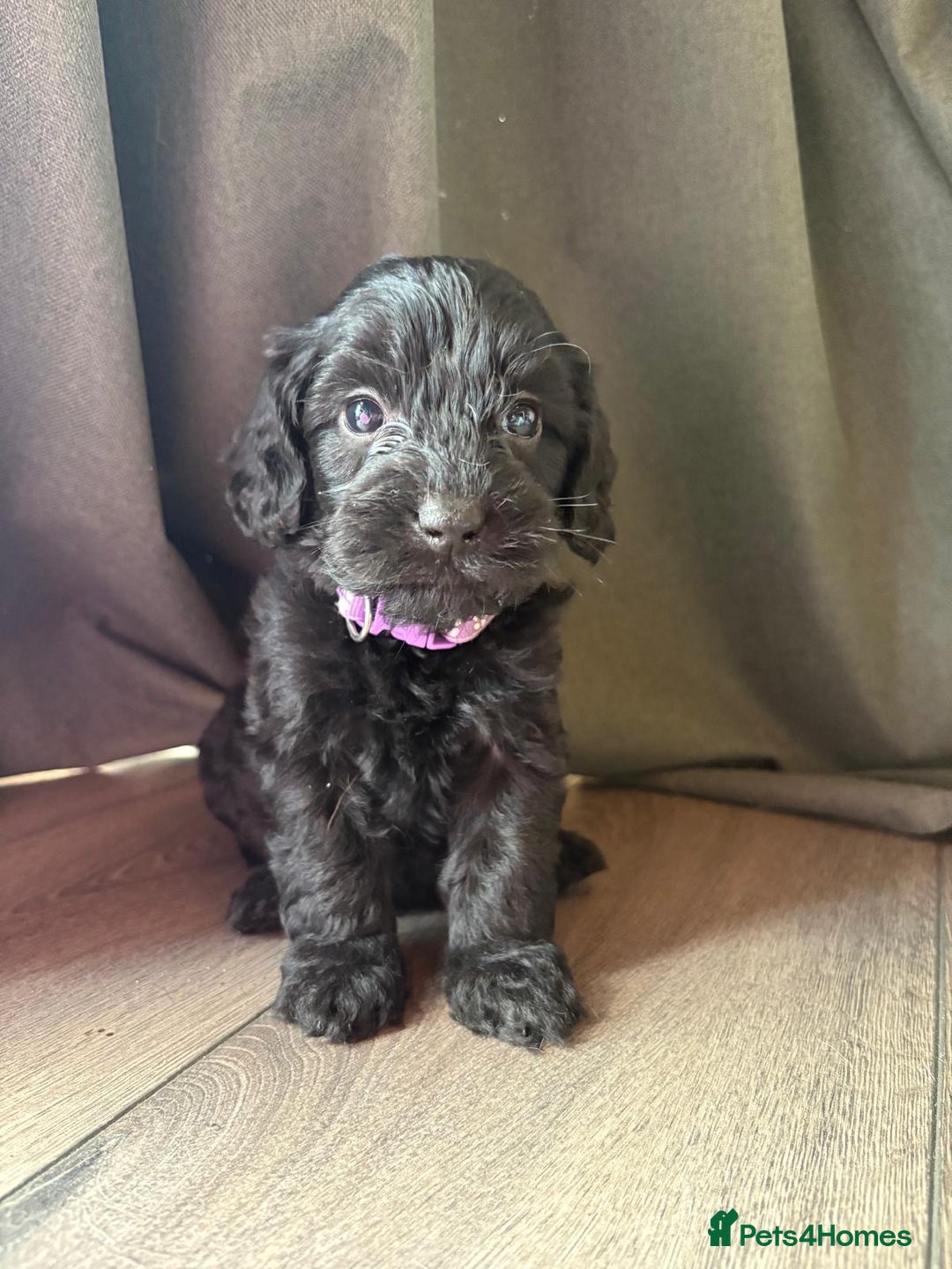 Cockapoo dogs for sale: 7 beautiful miniature cockapoos  - Image 9