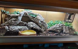 Boa Snake reptiles for sale: Boa, royal and a California king snake for sale  - Image 12