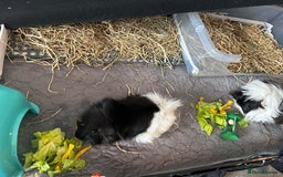 Guinea Pig rodents for sale: 2 male guinea pigs for sale  - Image 4