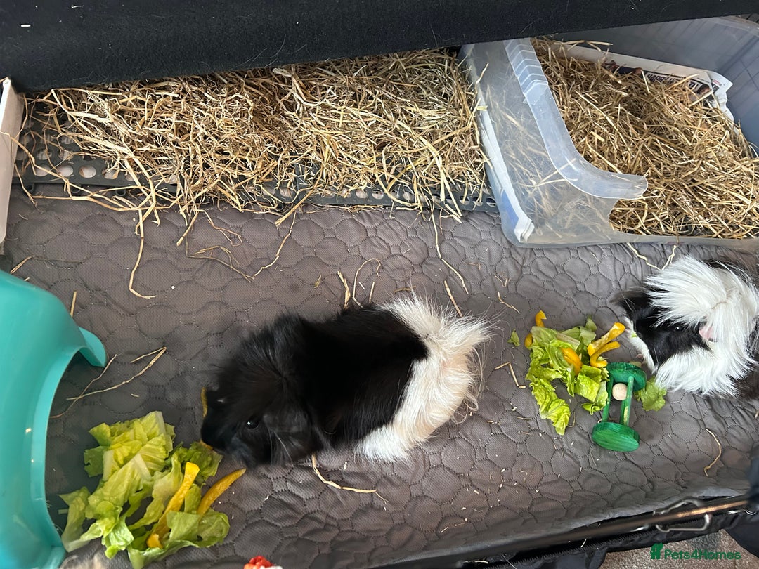 Guinea Pig rodents for sale: 2 male guinea pigs for sale  - Image 4