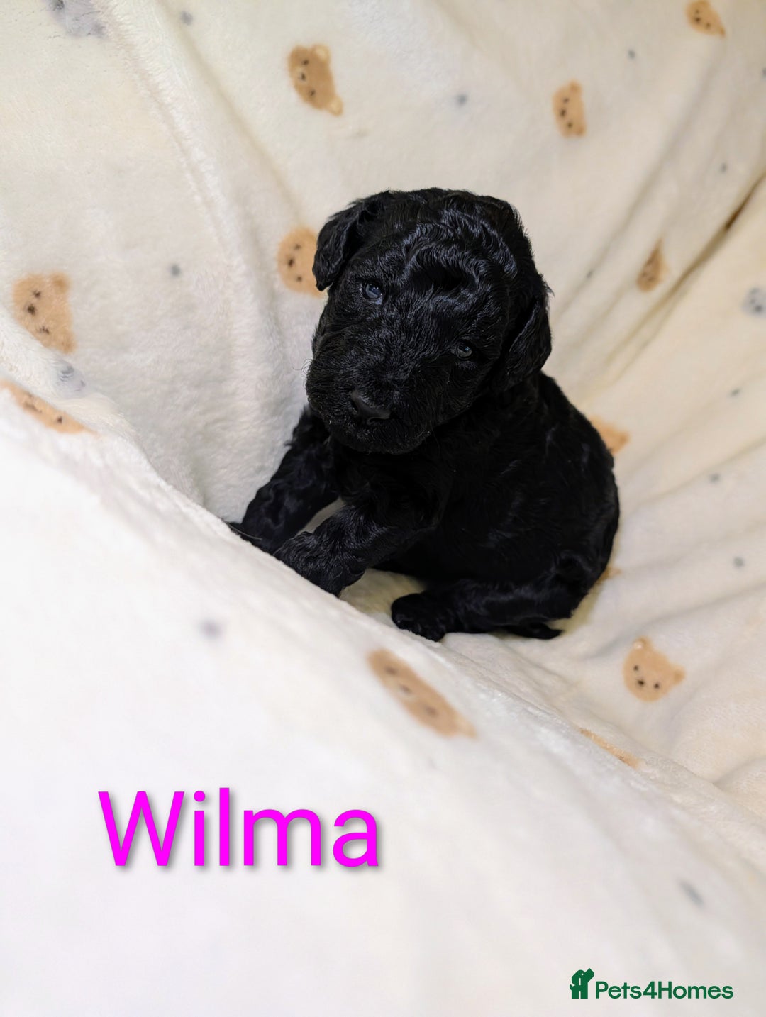 Standard Poodle dogs for sale: Standard poodles - Image 17