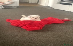 Maltipoo dogs for sale: 4 beautiful maltipoos  - Image 3