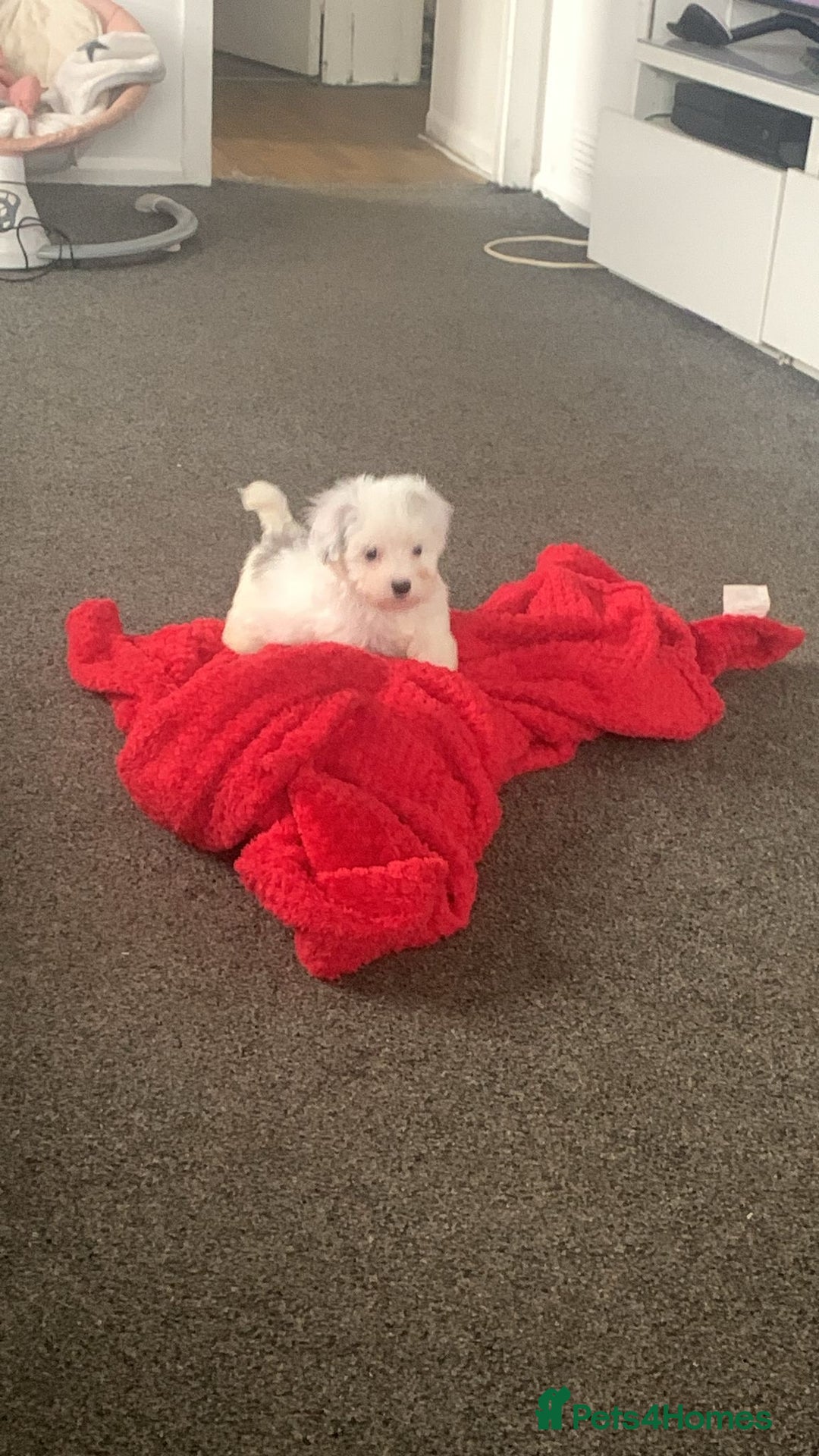 Maltipoo dogs for sale: 4 beautiful maltipoos  - Image 3