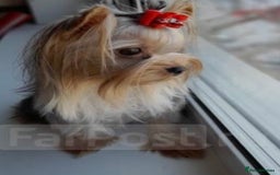Yorkshire Terrier dogs for sale: I'm selling a charming girl - Image 4