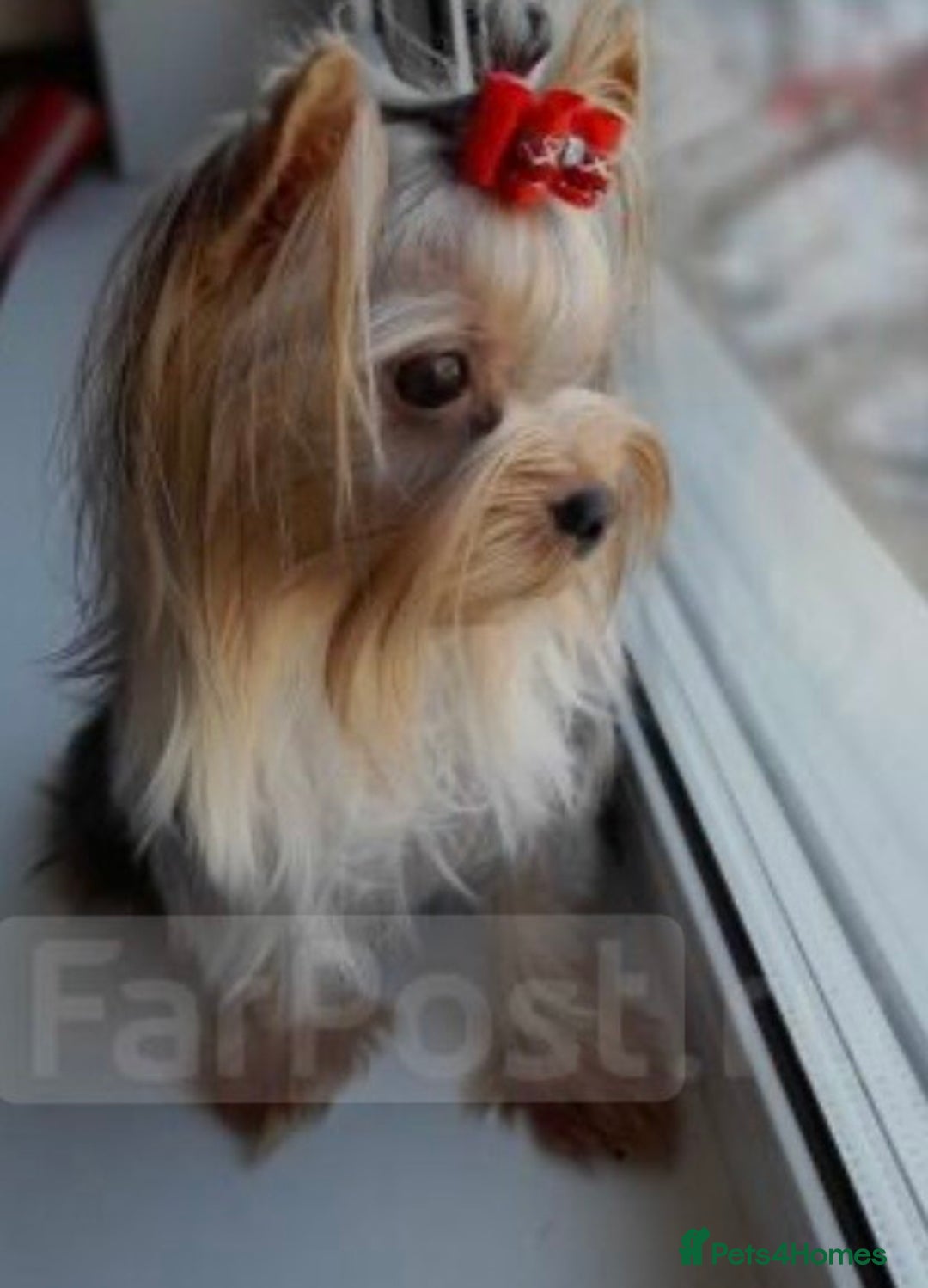Yorkshire Terrier dogs for sale: I'm selling a charming girl - Image 4