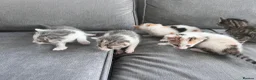 Mixed Breed cats for sale: 5 gorgeous kittens  in Westbury - Advert 8