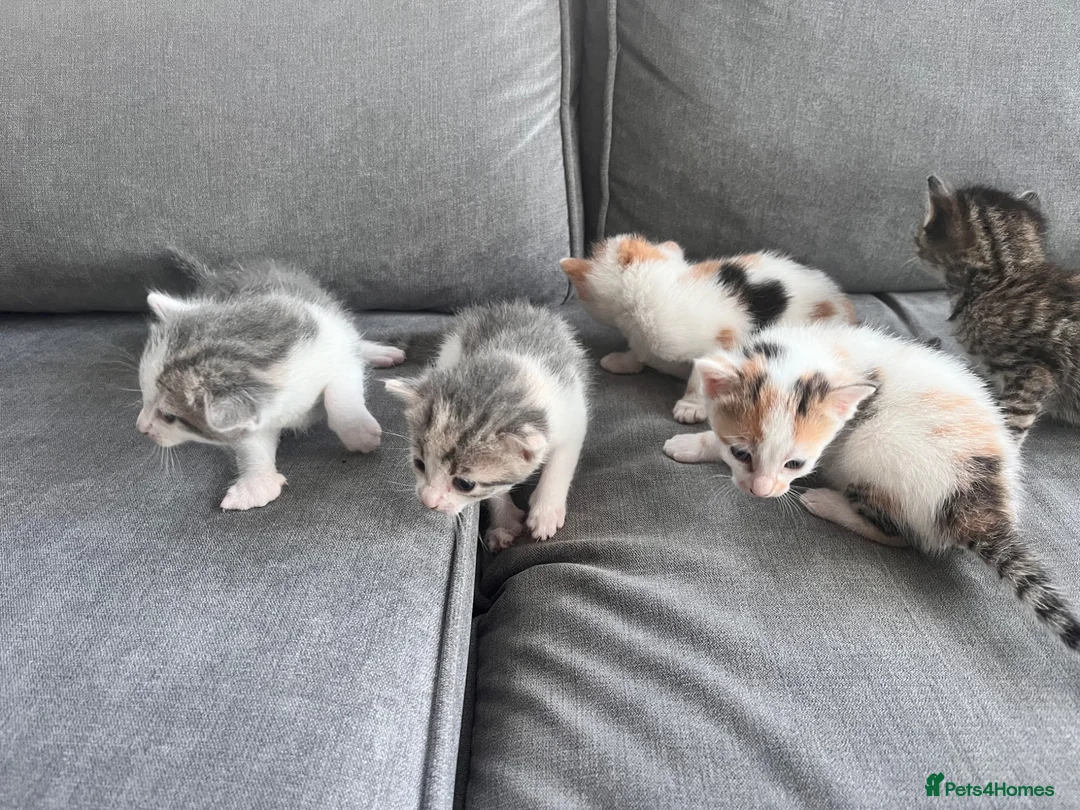 Mixed Breed cats for sale: 5 gorgeous kittens  in Westbury - Advert 8