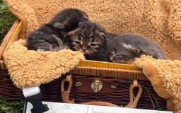 Maine Coon cats for sale: Maincoon cross kittens  - Image 7