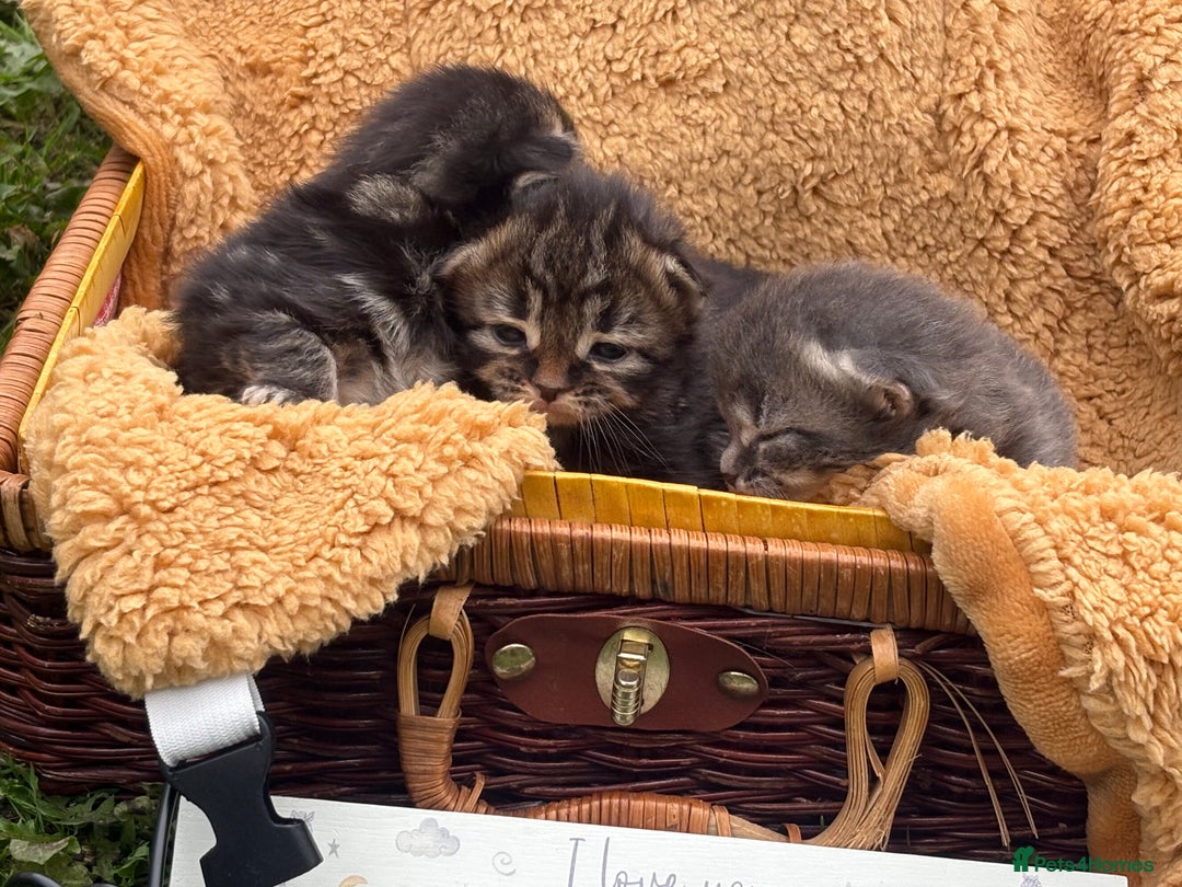 Maine Coon cats for sale: Maincoon cross kittens  - Image 7