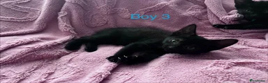 Boy 3