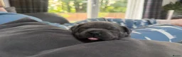Staffordshire Bull Terrier dogs for sale: KCRegistered BlueStaffordshire BullTerrier Puppies in Clydebank - Advert 21