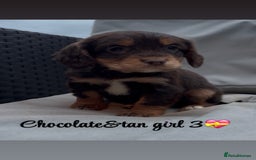 Cocker Spaniel dogs for sale: Cocker spaniel puppies for sale - Image 20