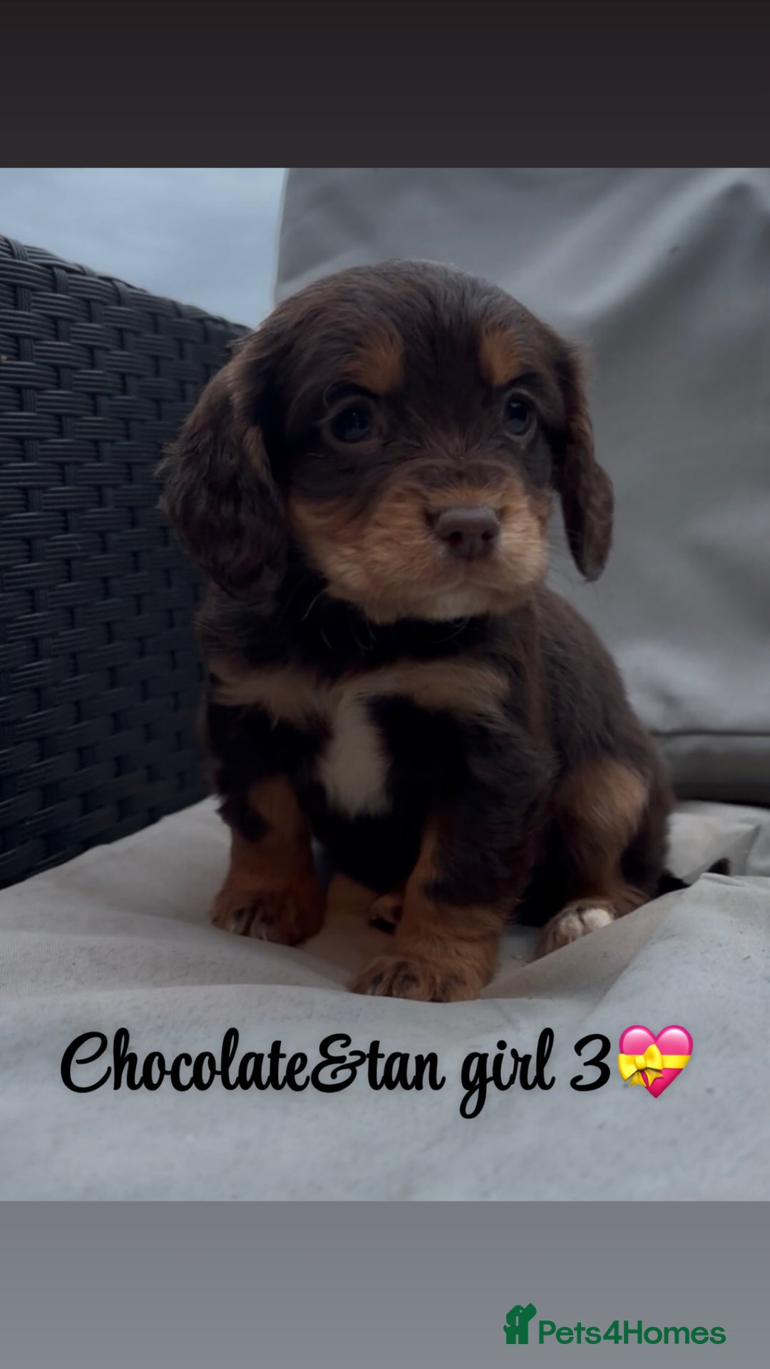 Cocker Spaniel dogs for sale: Cocker spaniel puppies for sale - Image 20