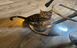 Mixed Breed cats for sale: Kitten for sale  - Image 2