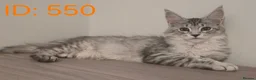 Maine Coon cats for sale: Maine Coon Kittens - Advert 9