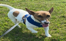 Jack Russell dogs for sale: Jack Russell male for rehoming or adoption - Image 1