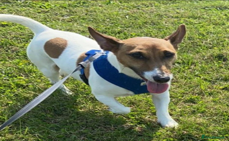 Jack Russell dogs - Advert 6