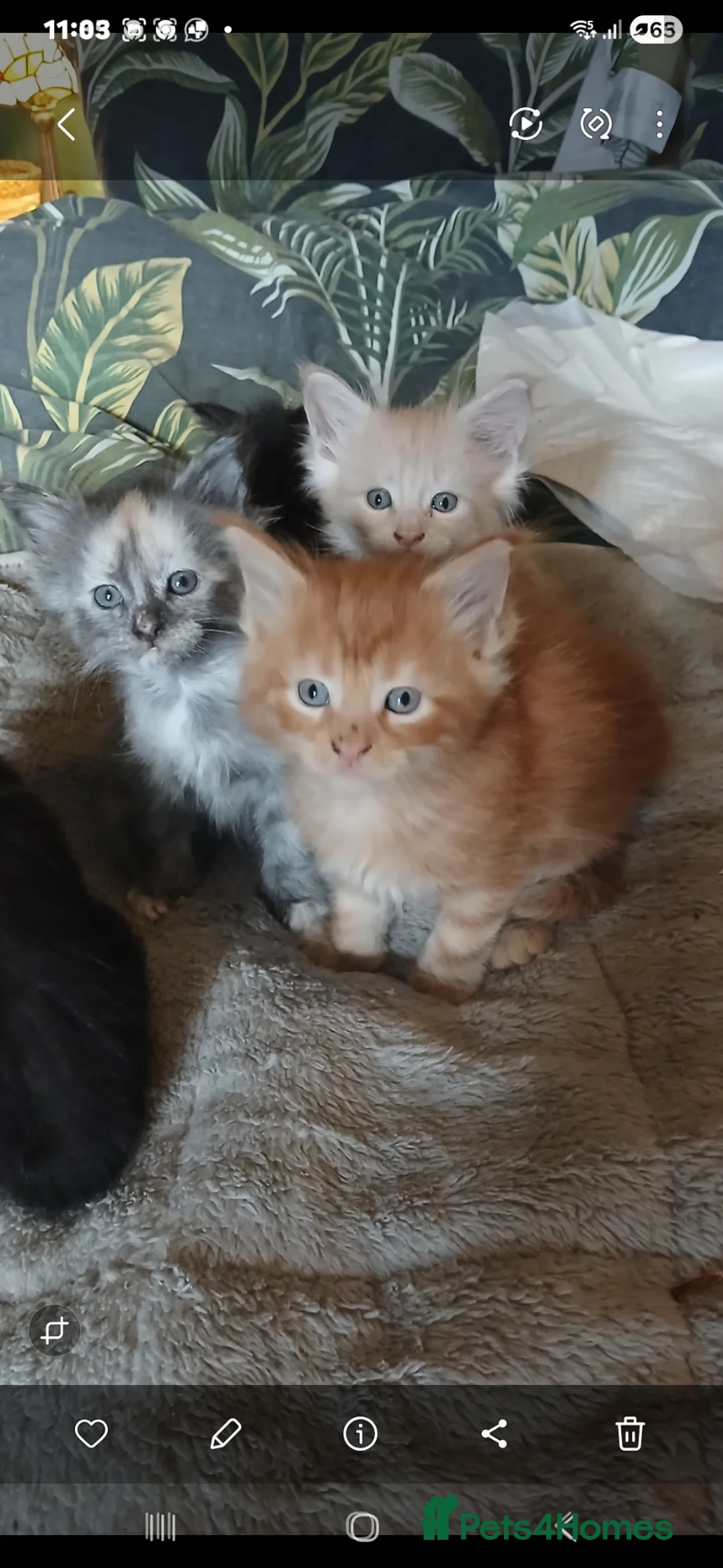 Maine Coon cats for sale: 6 lovely Maine Coons  - Advert 1