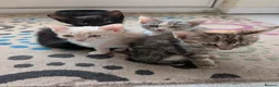 Mixed Breed cats for sale: 5 mixed breed kittens ready for new homes  - Advert 9