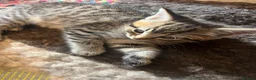 Ragdoll cats for sale: Ragdoll x - Advert 5