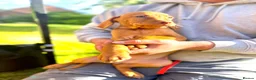 Hungarian Vizsla dogs for sale: KC REGISTERED VIZSLA PUPPIES  in Knutsford - Advert 6