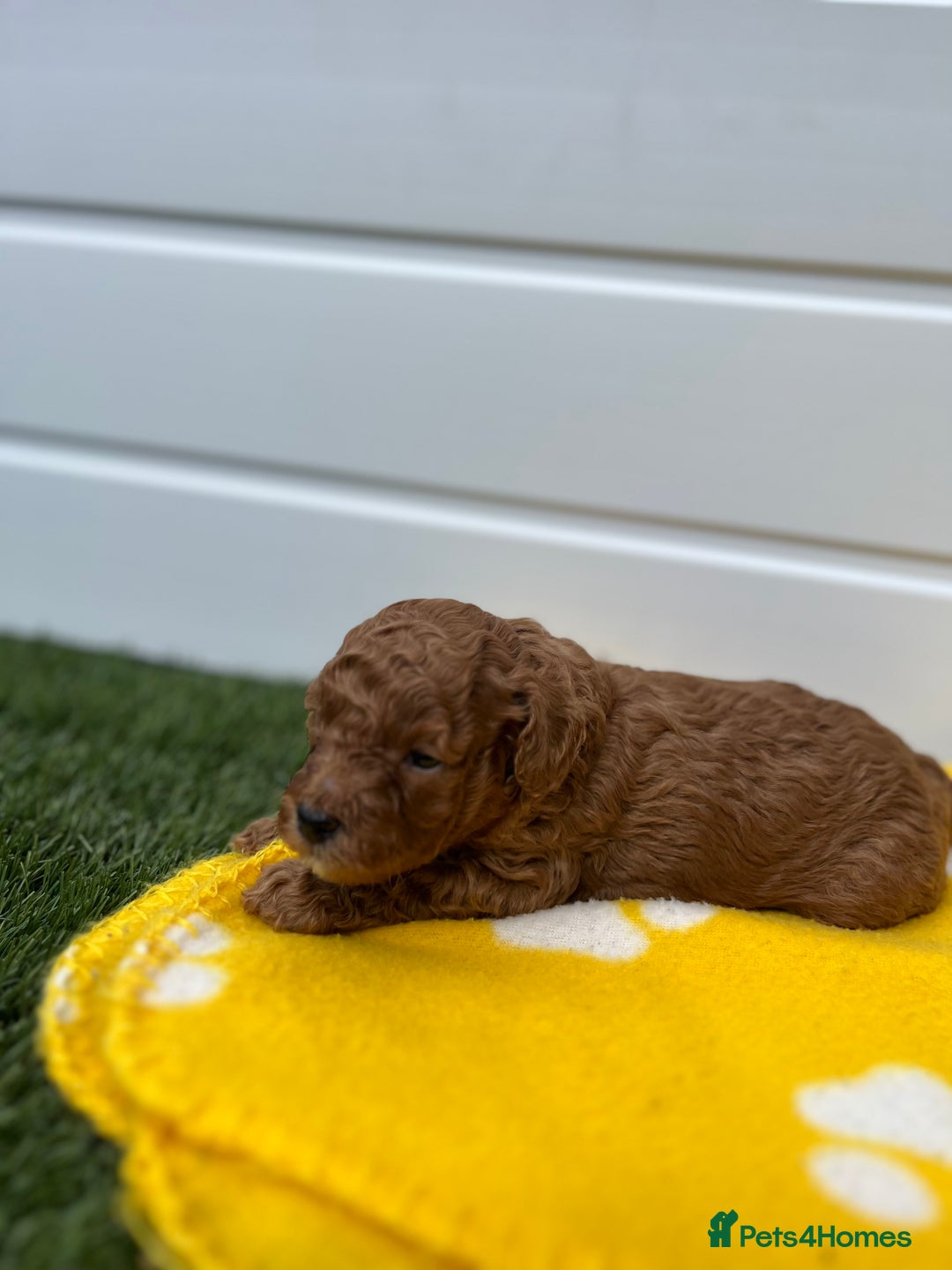 Toy Poodle dogs for sale: Adorable Toy Poodle Pups Looking for Forever Homes - Image 6