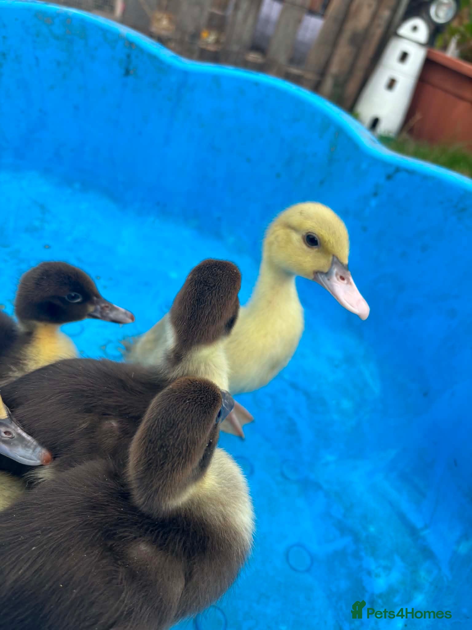 Ducks poultry Muscovys duckling - Advert 2