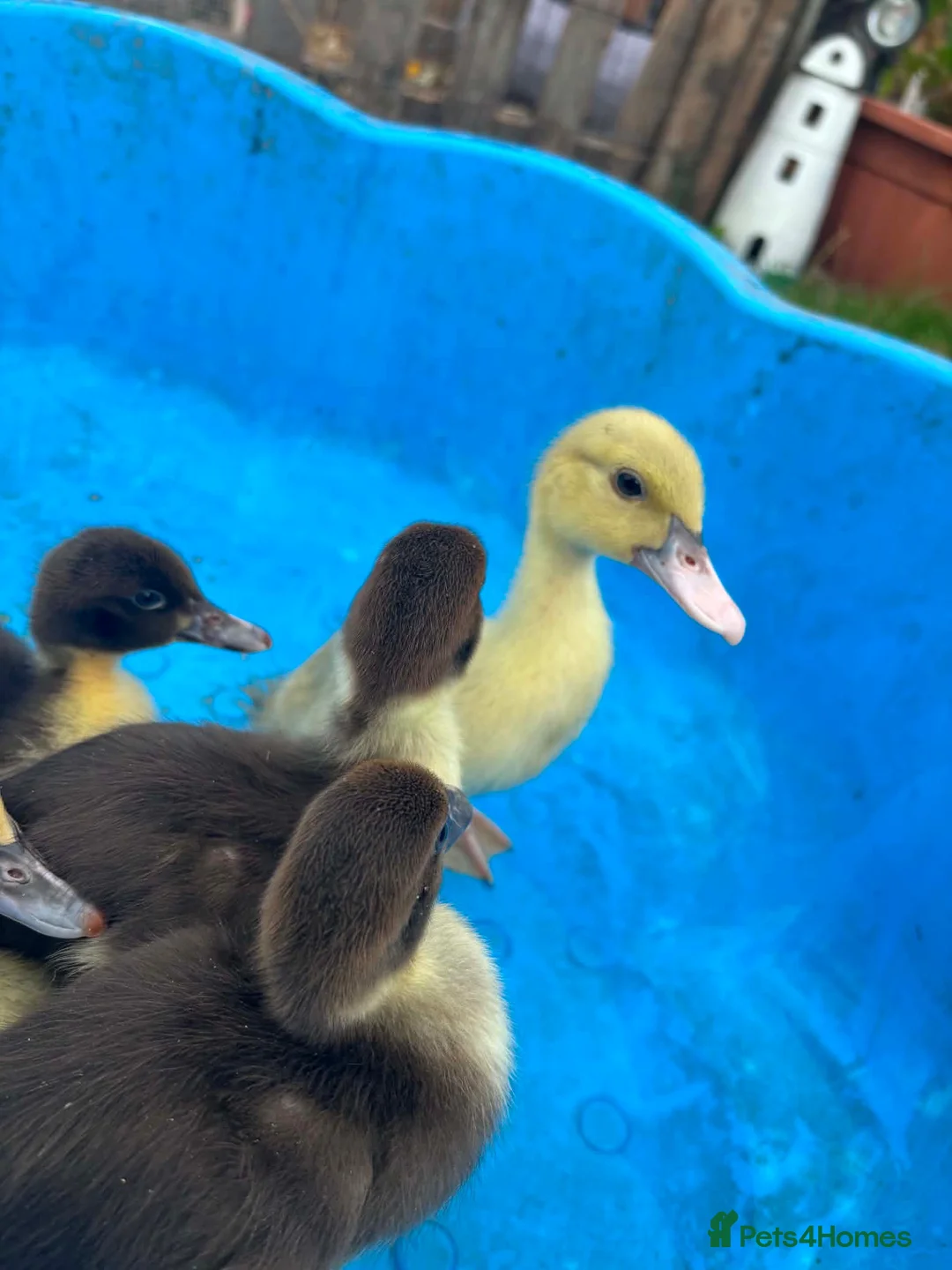 Ducks poultry for sale: Muscovys duckling in Barnsley - Advert 1