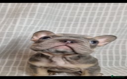 French Bulldog dogs for sale: Outstanding French Bulldog Puppies – KC - Image 8